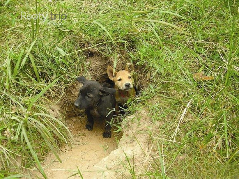 Phu Quoc Ridgeback