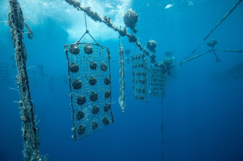 pearl oysters raised for five years