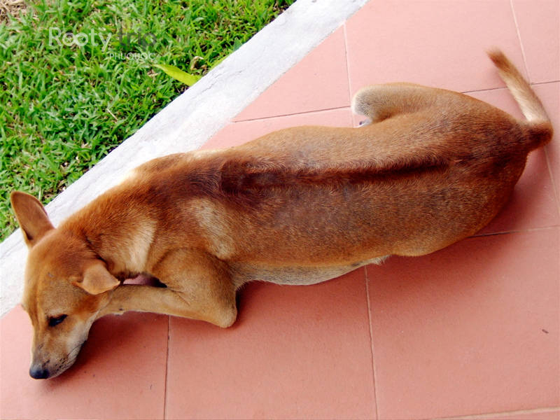 Phu Quoc Ridgeback for sale