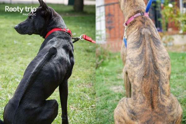 The Phu Quoc dog breed has a unique identifying feature: a unique ridge of fur on its back.