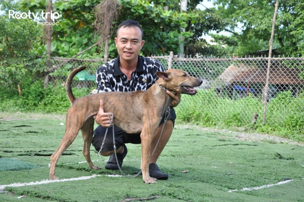 Phu Quoc dogs are loyal, brave but also very scary to strangers.