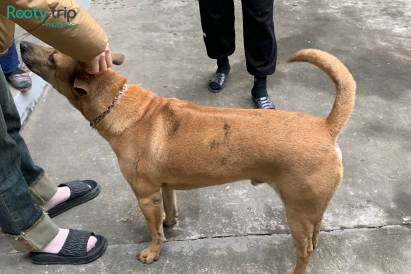 Phu Quoc Ridgeback dog