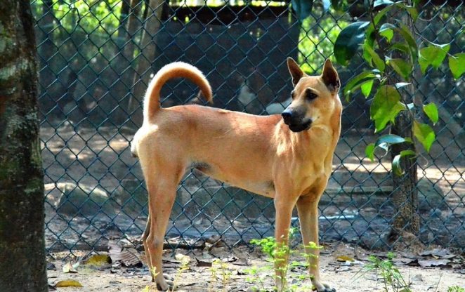 phu quoc ridgeback