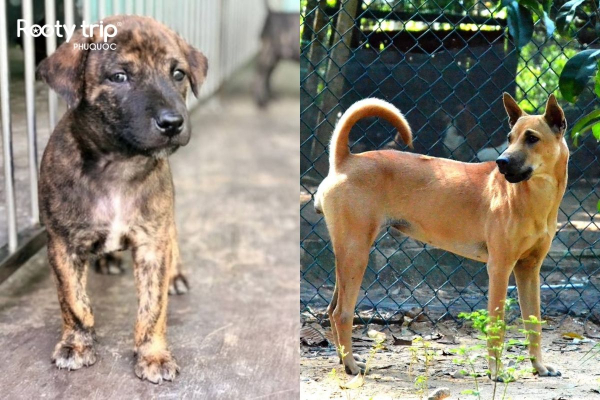 Adult Phu Quoc dogs have a slender, toned body compared to when they were young.