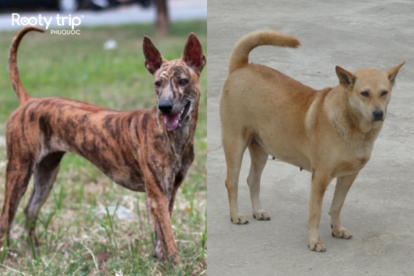 The basic black and yellow brindle coat pattern of Phu Quoc dogs compared to the solid color of ordinary dogs.