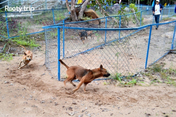 Admire the special performance at Thanh Nga Phu Quoc Dog Farm.