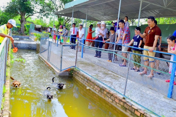 Phu Quoc dog in a swimming competition (Photo: laodong)