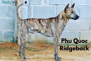 Phu Quoc Dog