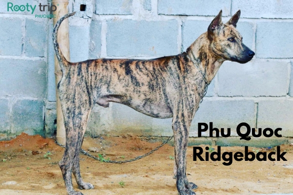 vietnamese phu quoc dog