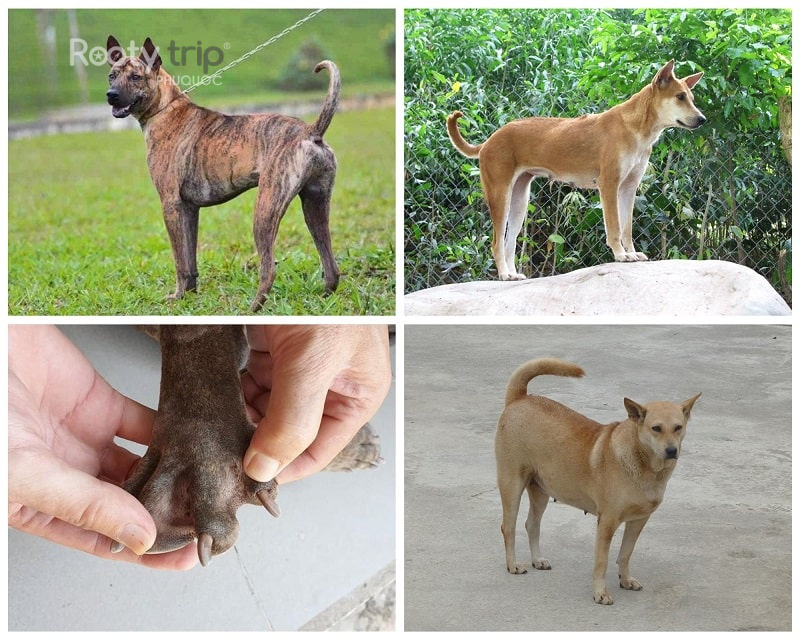 Phu Quoc Ridgeback