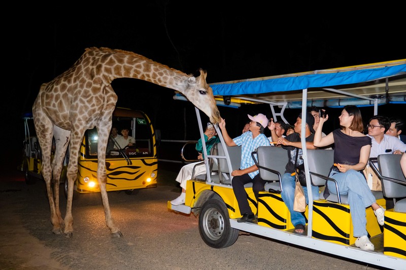safari night time wildlife
