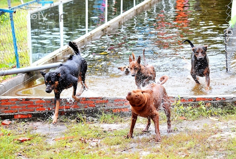 Phu Quoc Ridgeback temperament and care