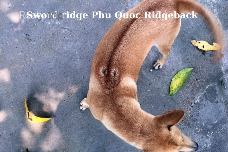 Vietnamese Ridgeback