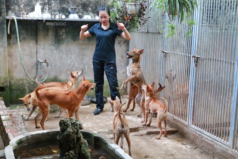 Phu Quoc Ridgeback
