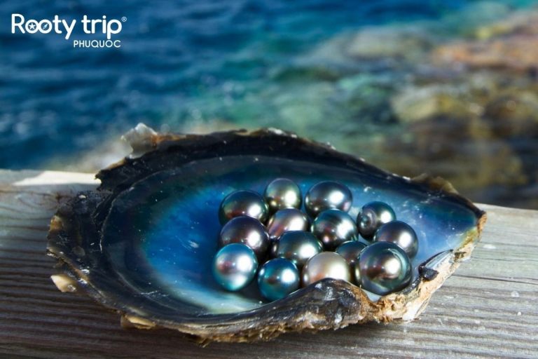 Pearls are cultured in Phu Quoc