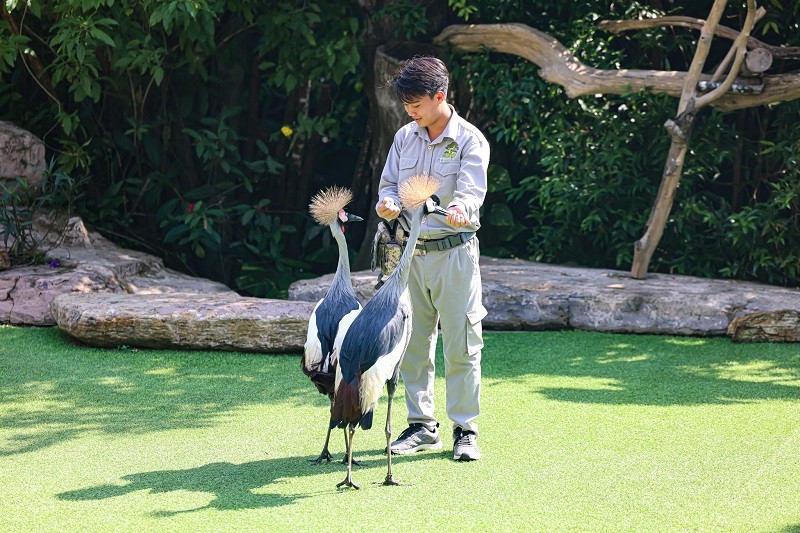 vinpearl safari grey crowned crane