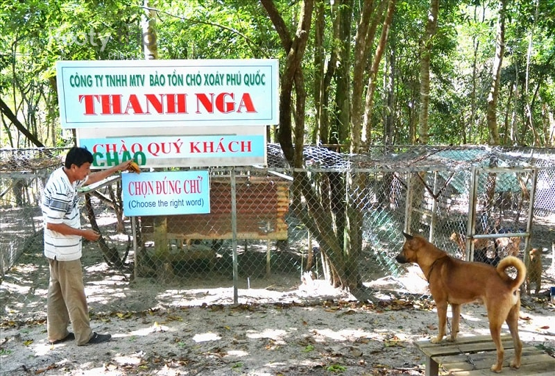Phu Quoc Ridgeback breeder