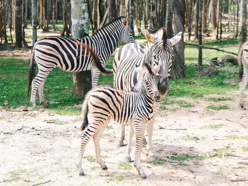 zebras at vinpearl safari