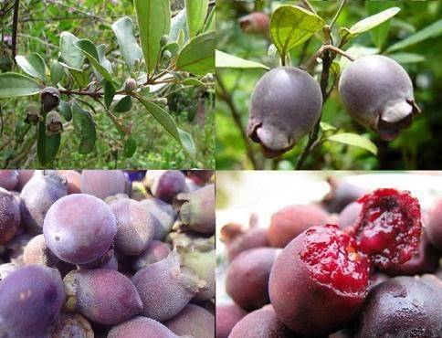 Photos of ripe sim fruits harvested for making the specialty Phu Quoc sim wine 