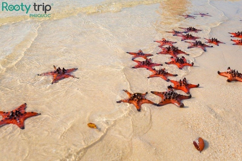 Bãi Sao nổi tiếng với nhiều loại sao biển thường nổi lên mặt nước
