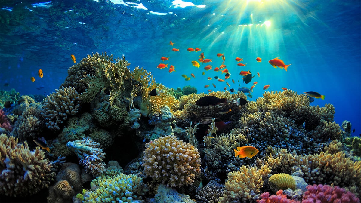 Lặn ngắm san hô khám phá thế giới sắc màu dưới đáy biển luôn là trải nghiệm thú vị