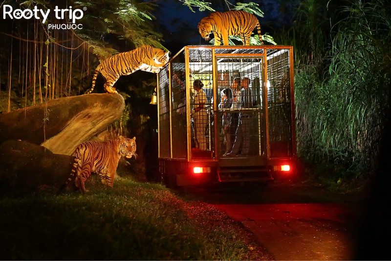 Khám phá thiên nhiên hoang dã về đêm – Night Safari tại Vườn thú Safari Phú Quốc