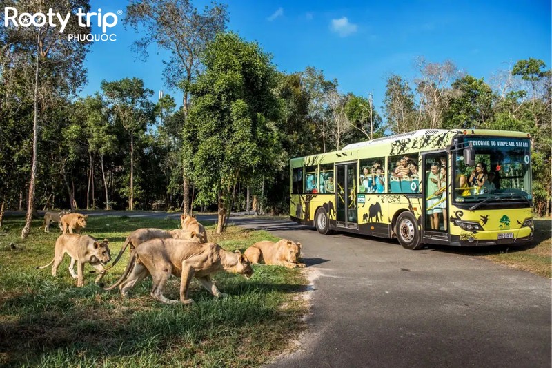 Tham quan bằng xe điện tại vinpearl safari phú quốc