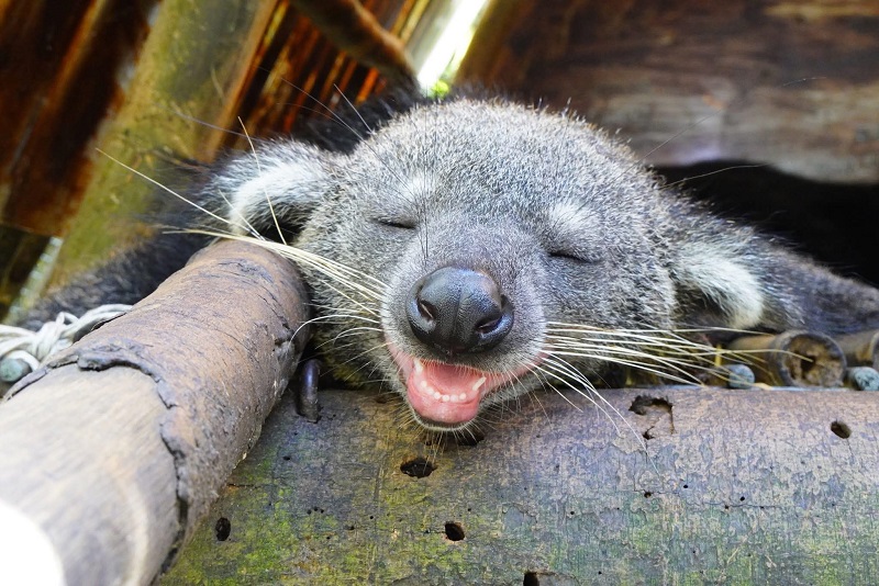 koala safari vinpearl phu quoc