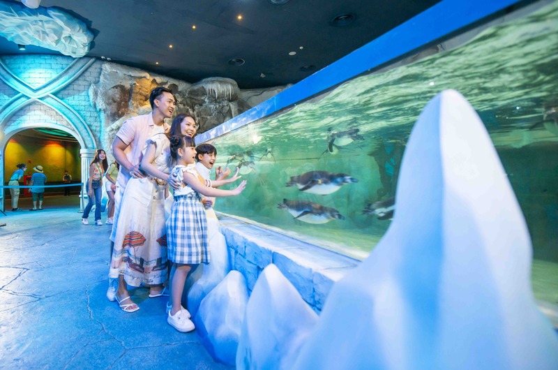 family watching penguins at sea shell aquarium