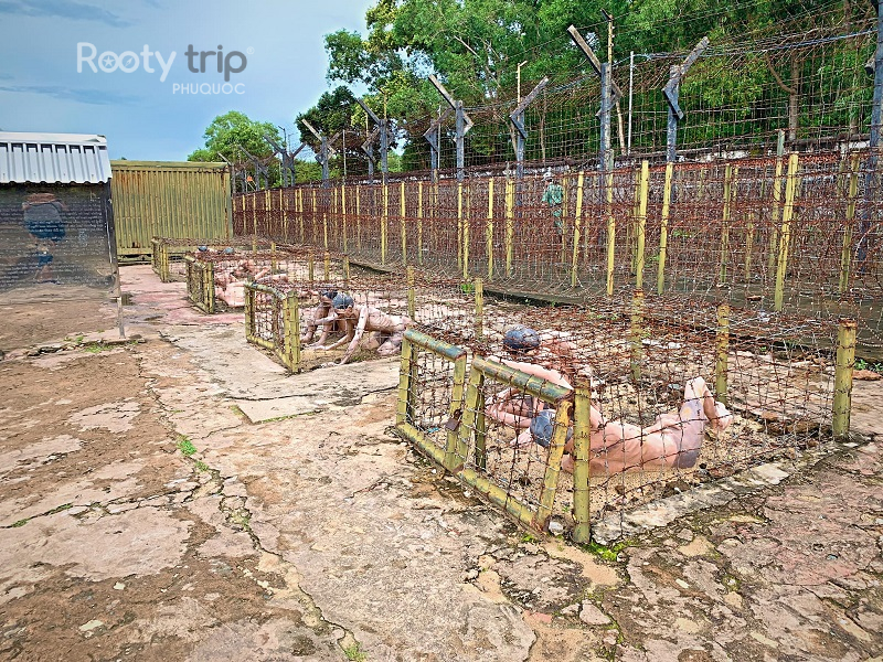 tour phú quốc 4 ngày 3 đêm