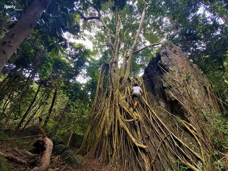 tiên sơn đỉnh phú quốc