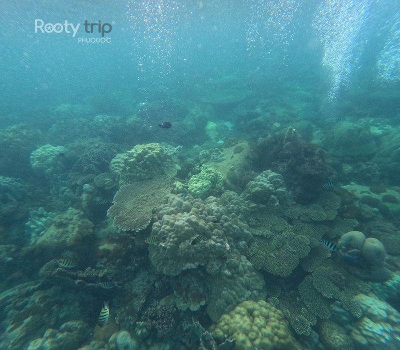 coral reef tour