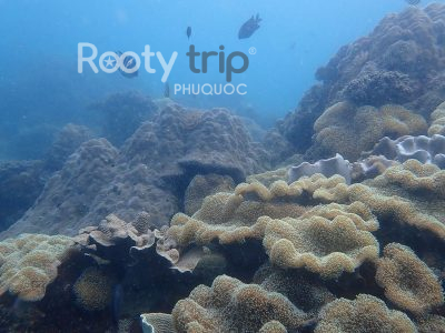 phu quoc coral reefs