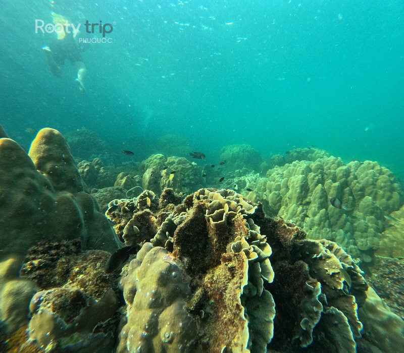 snorkeling tours phu quoc