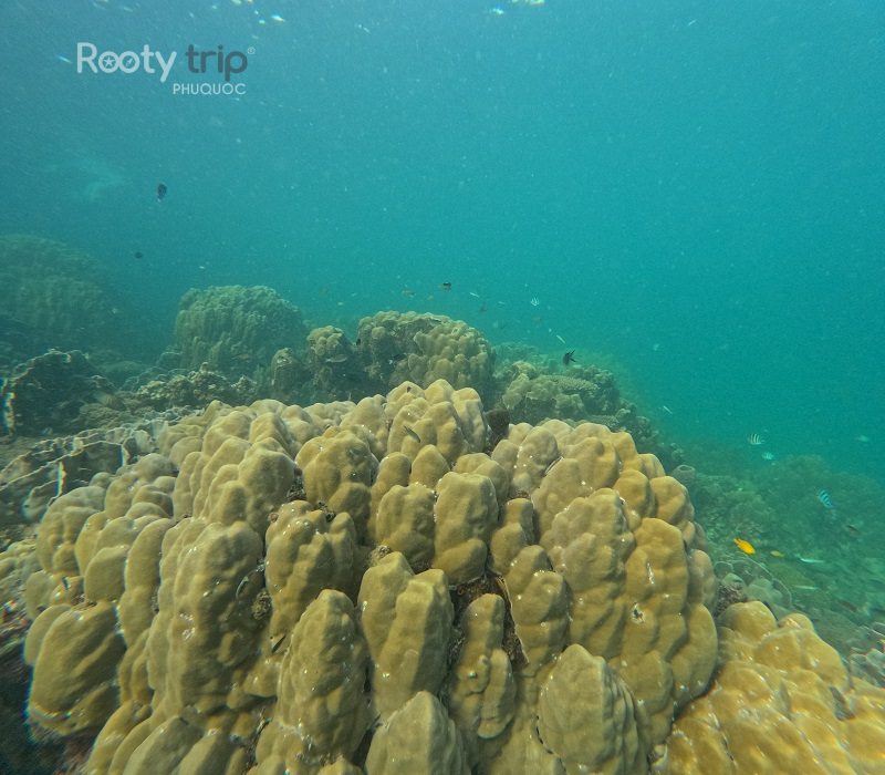top coral reefs in phu quoc