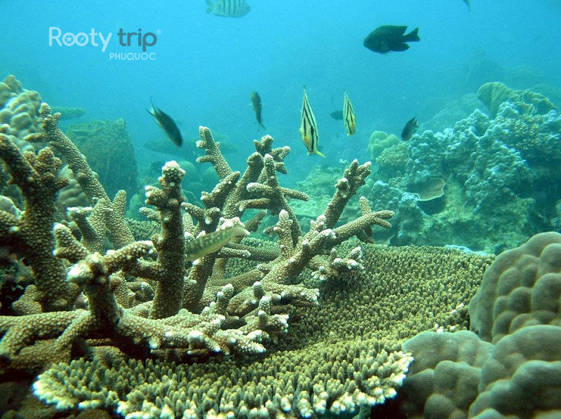 Where to see coral reefs in Phu Quoc