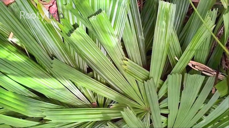 bánh tét lá mật cật
