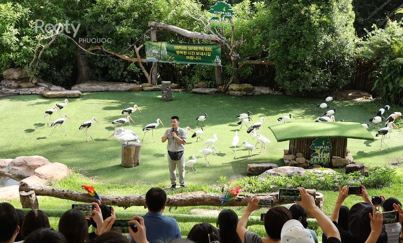 các show diễn tại phú quốc
