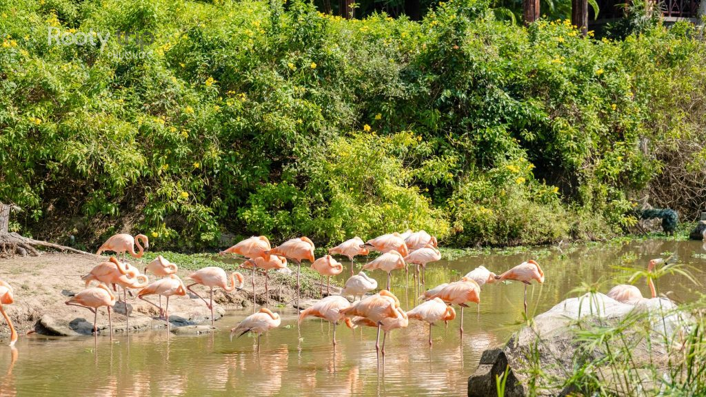 tour phú quốc 4n3đ vinpearl