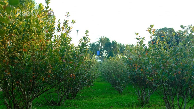 tour trọn gói Phú Quốc
