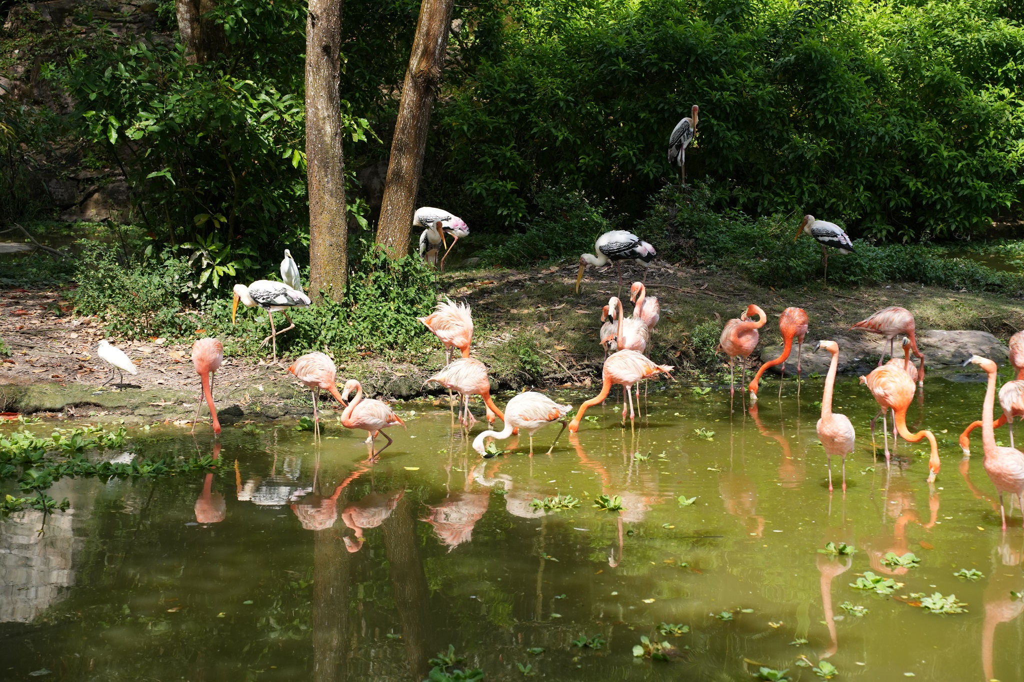 Phu Quoc safari tickets