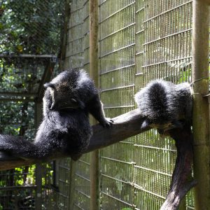 vé vinpearl safari phú quốc