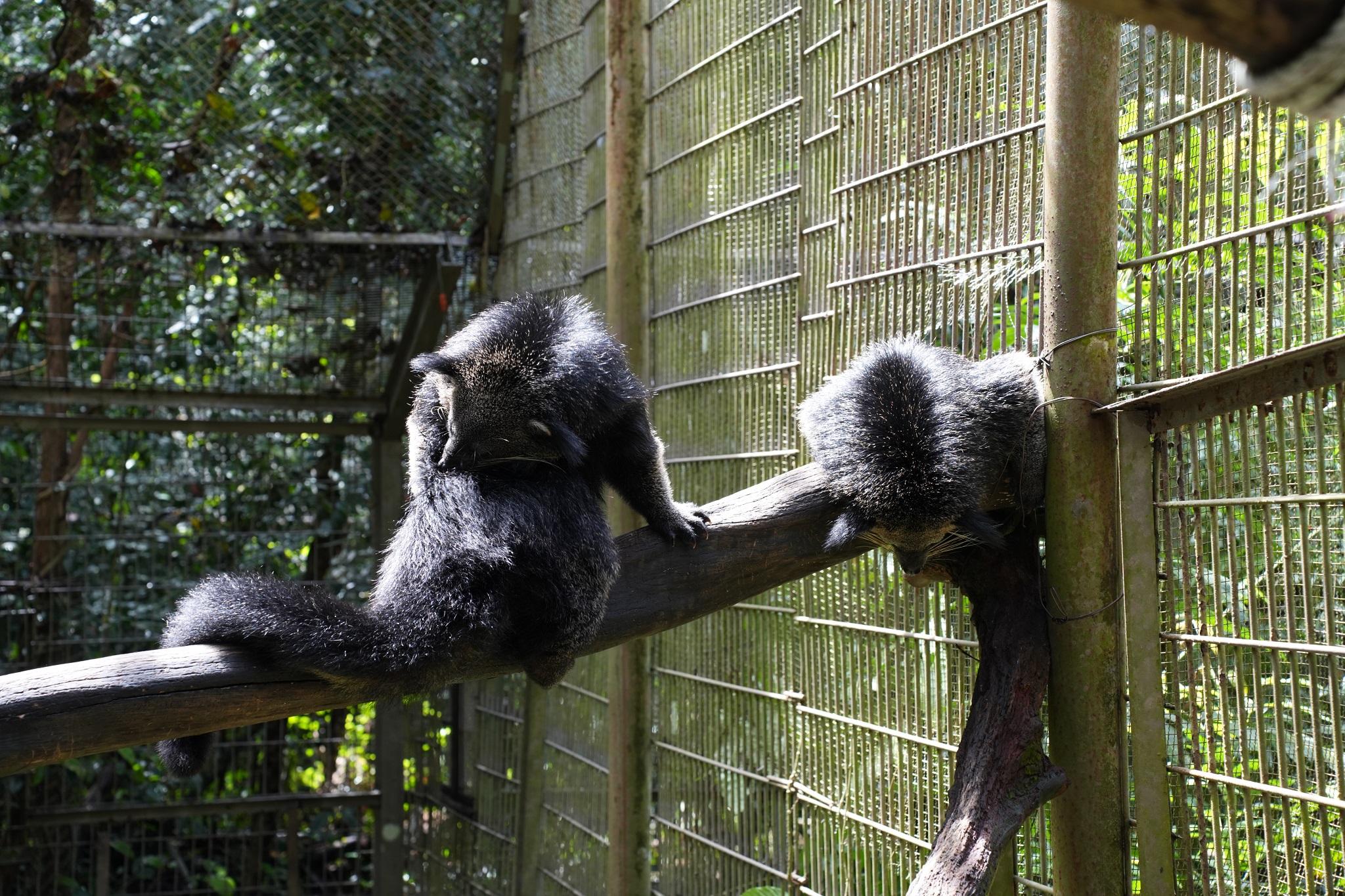 vé vinpearl safari phú quốc