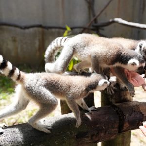 vé vinpearl safari phú quốc