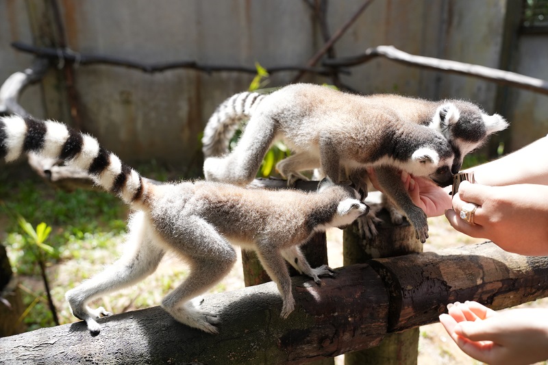 vé vinpearl safari phú quốc