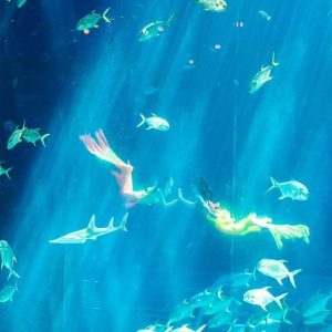 Phu Quoc Day Trip VinWonders & Grand World