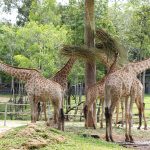 vé vinpearl safari phú quốc