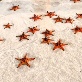 Rạch Vẹm 海星村