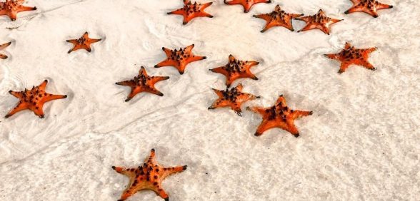 Rạch Vẹm 海星村