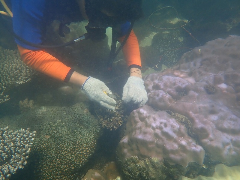vệ sinh rạn san hô
